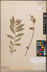 Foto von Salix caprea L. x Salix purpurea L.
